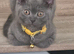*PRICE REDUCED* ONLY 1 BOY LEFT Colourpoint BSH