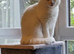 Cat for rehome