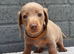 5 miniature dachshund puppies ready to leave
