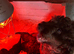 Cockapoo Boys