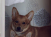 “Two Friendly Dogs Available for Rehoming – 3 Years Old”