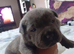 Sharpei Cross staffie