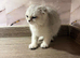 Title Adorable Scottish fold/ Scottish straight Pure Breed