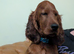 Irish Setter Puppies