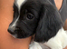 Springer spaniel puppies