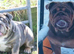I have 2 beautiful English bull dogs left one boy one girl both kc registered