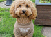 Cavapoo