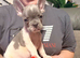 FRENCH BULLDOG PUPPIES FOR SALE FROM £1800.
