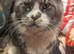 Beautiful blue Maine coon cross kittens