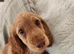 5 month old cocker spaniel