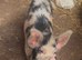 1 year old gilt kune kune