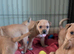 Red KC Staffordshire bull terriers