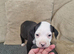 2 beautiful pups looking for their forever home