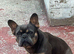 Beautiful female French Bulldog