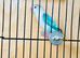 A pair of love bird