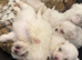 Bichon Maltese for sale