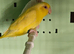 Beautiful pair parrolets