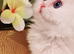 Pure chinchilla Persian 2 female left