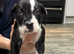 2 presa canario cross american bulldog puppies