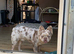 Fluffy French bull dog for sale