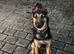 6 month old German Shepard