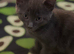 Half Maine coon kittens