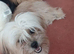 8 months old shih tzu