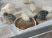 Available TINY BUTTON QUAIL ADULTS 1 x male and 7 x females &pound;65 the group over 7 weeks old now