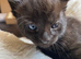 Adorable Kittens Looking for Loving Homes