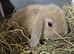 Holland lops ready to go now, 8 week old