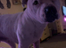2 dogs need good home