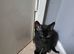 Playful kittens for sale