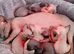 Male Sphynx