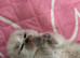 Seal point ragdoll kittens born 19/07/26