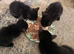 Kittens for sale