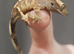 Hatchling crested geckos