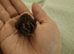Chinese painted quail hatching eggs