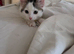 Female kitten -, last of litter