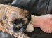 Lhasa apso puos