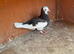2 black and white Birmingham rollers