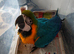 Blue and gold baby macaw hen