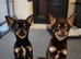 2 chihuahuas , male and female