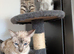 Bengal cross kittens ready now