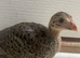 Young Guinea fowl