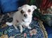 LOVING 6 YR OLD FEMALE CHIHUAHUA.