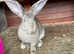 Giant female rabbit