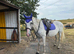 Beautiful 16.2hh thoroughbred mare who's been running with a shire x warmblood