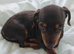 5 month female chiweenie