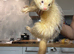 Cinnamon Male ferret for sale