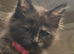 Rehomeing of main coon